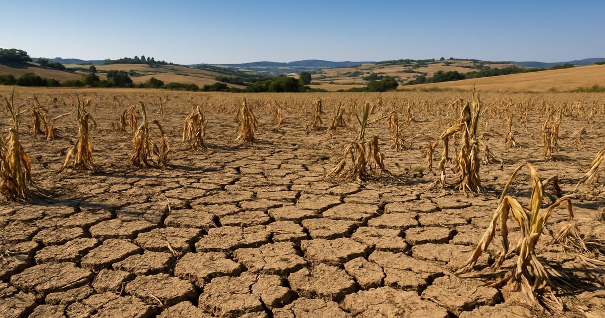 Danni della siccità all'agricoltura italiana